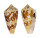 CONIDAE CONUS AMMIRALIS ARCHITHALASSUS shell