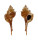 MURICIDAE MUREX MINDANAOENSIS shell