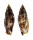 STROMBIDAE STROMBUS TEREBELLATUS shell