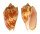 VOLUTIDAE CYMBIOLA VESPERTILIO AGUSTINENSIS shell
