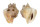STROMBIDAE STROMBUS CANARIUM shell