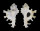 MURICIDAE HOMALOCANTHA FAUROTI shell