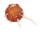 SPONDYLIDAE SPONDYLUS MULTILAMELLATUS shell