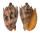 VOLUTIDAE CYMBIOLA IMPERIALIS shell