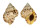BURSIDAE BUFONARIA THERSITES shell