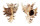 MURICIDAE CHICOREUS RAMOSUS shell