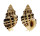 MURICIDAE ERGALATAX JUNIONAE shell