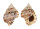 BURSIDAE BUFONARIA THERSITES shell