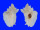 MURICIDAE PTERYNOTUS PELLUCIDUS shell
