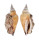 STROMBIDAE STROMBUS URCEUS shell
