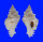 MURICIDAE NAQUETIA CONFUSA shell