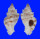 MURICIDAE NAQUETIA CONFUSA shell