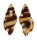 RANELLIDAE CYMATIUM FLAVEOLUM shell
