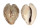 CYPRAEIDAE CYPRAEA TEULEREI shell