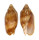VOLUTIDAE CYMBIOLA VESPERTILIO shell