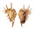 STROMBIDAE LAMBIS MILLEPEDA shell