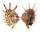 STROMBIDAE LAMBIS MILLEPEDA shell