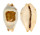 CYPRAEIDAE BISTOLIDA STOLIDA AURELIAE shell