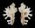 MURICIDAE HOMALOCANTHA cf. PISORI shell
