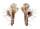 MURICIDAE HOMALOCANTHA cf. PISORI shell