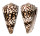 CONIDAE CONUS BANDANUS shell