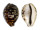 CYPRAEIDAE CYPRAEA TIGRIS shell