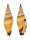 MITRIDAE VEXILLUM VULPECULA shell
