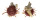 SPONDYLIDAE SPONDYLUS MULTISETOSUS shell