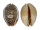 CYPRAEIDAE MAURITIA ARABICA GIBBA shell