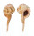 RANELLIDAE CYMATIUM SPRINGSTEENI shell