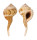 RANELLIDAE CYMATIUM SPRINGSTEENI shell