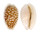 CYPRAEIDAE CYPRAEA CRIBRARIA shell