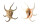 STROMBIDAE LAMBIS CHIRAGRA shell