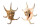 STROMBIDAE LAMBIS CHIRAGRA shell