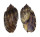 HARPIDAE HARPA AMOURETTA shell