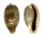 CYPRAEIDAE ERRONEA CAURICA ELONGATA SPECTABILIS shell
