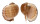 TONNIDAE TONNA AMPULLACEA shell