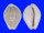 CYPRAEIDAE EROSARIA BOIVINI CUATONI ROSEOCINATA shell