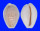 CYPRAEIDAE EROSARIA BOIVINI CUATONI ROSEOCINATA shell