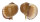 TONNIDAE TONNA AMPULLACEA shell