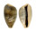 CYPRAEIDAE ERRONEA OVUM shell