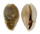 CYPRAEIDAE MONETARIA ANNULUS shell
