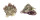 TURBINIDAE ASTRALIUM LAPILLUS shell