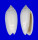 OLIVIDAE OLIVA OLIVA shell