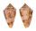 CONIDAE CONUS ERICMONNIERI shell