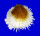 SPONDYLIDAE SPONDYLUS VARIANS shell
