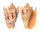 VOLUTIDAE CYMBIOLA IMPERIALIS shell