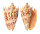 VOLUTIDAE CYMBIOLA IMPERIALIS shell