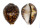 CYPRAEIDAE CYPRAEA TIGRIS shell