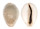 CYPRAEIDAE EROSARIA TURDUS WINCKWORTHI shell